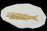 Detailed, Mioplosus Fossil Fish - Wyoming #90395-1